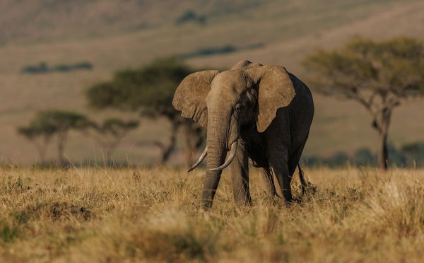 Quels sont les secrets pour une expérience de safari en Tanzanie à petit prix?